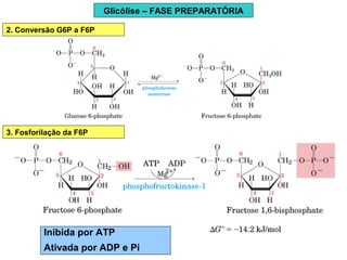 Glicólise – FASE PREPARATÓRIA
2. Conversão G6P a F6P
3. Fosforilação da F6P
Inibida por ATP
Ativada por ADP e Pi
 