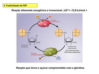 Reação que torna o açúcar comprometido com a glicólise.
Reação altamente exergônica e irreversível. ∆G0
’= -13,8 kJ/mol =
3. Fosforilação da F6P
 