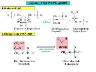 Glicólise – FASE PREPARATÓRIA
4. Quebra da F1,6P
5. Interconversão DHAP e G3P
 
