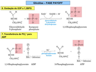 Glicólise – FASE PAYOFF
6. Oxidação do G3P a 1,3BPG
7. Transferência de PO3
2-
para
ADP
 