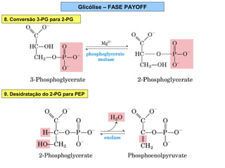 Glicólise – FASE PAYOFF
8. Conversão 3-PG para 2-PG
9. Desidratação do 2-PG para PEP
 