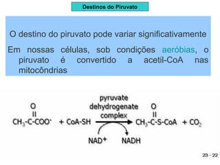 O destino do piruvato pode variar significativamente
Em nossas células, sob condições aeróbias, o
piruvato é convertido a acetil-CoA nas
mitocôndrias
Destinos do Piruvato
 