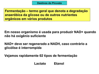 Destinos do Piruvato
Fermentação – termo geral que denota a degradação
anaeróbica da glicose ou de outros nutrientes
orgânicos em vários produtos
Em nosso organismo é usada para produzir NAD+ quando
não há oxigênio suficiente
NAD+ deve ser regenerado a NADH, caso contrário a
glicólise é interrompida
Vejamos rapidamente 02 tipos de fermentação
Lactato Etanol
 