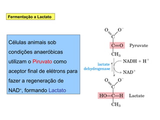 Células animais sob
condições anaeróbicas
utilizam o Piruvato como
aceptor final de elétrons para
fazer a regeneração de
NAD+
, formando Lactato
Fermentação a Lactato
 