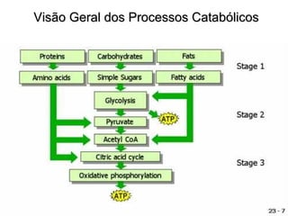 Visão Geral dos Processos CatabólicosVisão Geral dos Processos Catabólicos
 
