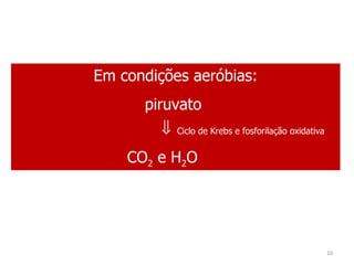Em condições aeróbias: piruvato     Ciclo de Krebs e fosforilação oxidativa CO 2  e H 2 O 