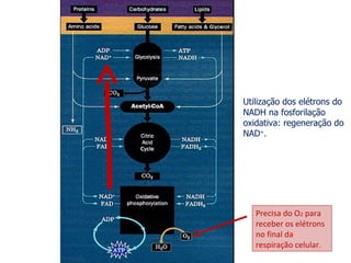 Utilização dos elétrons do NADH na fosforilação oxidativa: regeneração do NAD + . Precisa do O 2  para receber os elétrons no final da respiração celular. 