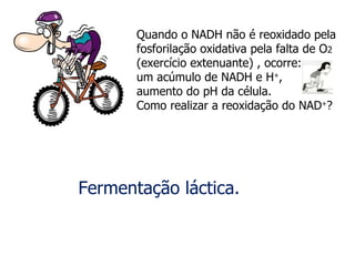 Quando o NADH não é reoxidado pela fosforilação oxidativa pela falta de O 2  (exercício extenuante) , ocorre: um acúmulo de NADH e H + ,  aumento do pH da célula. Como realizar a reoxidação do NAD + ? Fermentação láctica. 