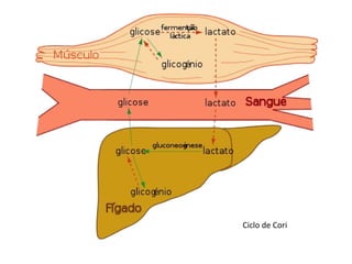 Ciclo de Cori 