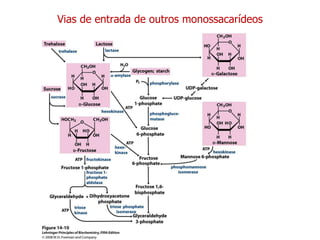 Vias de entrada de outros monossacarídeos 