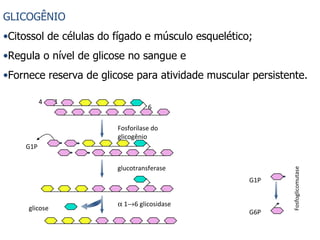 GLICOGÊNIO Citossol de células do fígado e músculo esquelético; Regula o nível de glicose no sangue e  Fornece reserva de glicose para atividade muscular persistente. 4 1 6 Fosforilase do glicogênio G1P glucotransferase    1  6 glicosidase glicose G1P G6P Fosfoglicomutase 