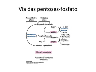Via das pentoses-fosfato 