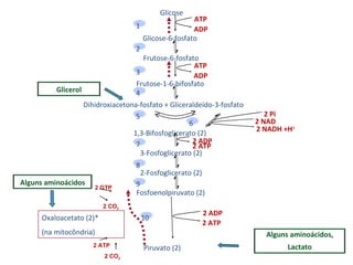 2 NADH +H + 2 NAD 2 Pi Piruvato (2) 2 ATP 2 ADP Glicose Glicose-6-fosfato Frutose-6-fosfato Frutose-1-6-bifosfato 1,3-Bifosfoglicerato (2) 3-Fosfoglicerato (2) 2-Fosfoglicerato (2) Fosfoenolpiruvato (2) 10 2 GTP Dihidroxiacetona-fosfato + Gliceraldeído-3-fosfato Alguns aminoácidos 2 ATP 2 ADP ATP ADP ATP ADP 1 2 3 4 5 6 7 8 9 Glicerol Alguns aminoácidos, Lactato Oxaloacetato (2)* (na mitocôndria) 2 ATP 2 CO 2 2 CO 2 