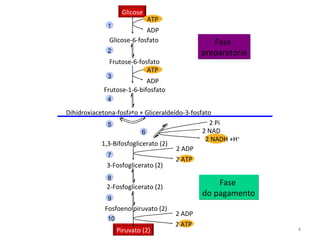Glicose Glicose-6-fosfato Frutose-6-fosfato Frutose-1-6-bifosfato 1,3-Bifosfoglicerato (2) 3-Fosfoglicerato (2) 2-Fosfoglicerato (2) Fosfoenolpiruvato (2) Piruvato (2) Dihidroxiacetona-fosfato + Gliceraldeído-3-fosfato ATP ADP ATP ADP 2 ATP 2 ADP 2 ATP 2 ADP 2 NADH +H + 2 NAD 2 Pi Fase  preparatória Fase  do pagamento 1 2 3 4 5 6 7 8 9 10 