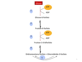 ATP ADP Glicose Glicose-6-fosfato Frutose-6-fosfato Frutose-1-6-bifosfato Diidroxiacetona-fosfato + Gliceraldeído-3-fosfato ATP ADP 1 2 3 4 5 