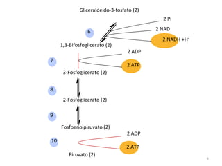 1,3-Bifosfoglicerato (2) 3-Fosfoglicerato (2) 2-Fosfoglicerato (2) Fosfoenolpiruvato (2) Piruvato (2) 2 ATP 2 ADP 2 ATP 2 ADP 2 NADH +H + 2 NAD 2 Pi 6 7 8 9 10 Gliceraldeído-3-fosfato (2) 
