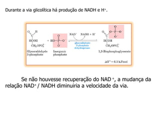 Durante a via glicolítica há produção de NADH e H + .  Se não houvesse recuperação do NAD  + , a mudança da relação NAD +  / NADH diminuiria a velocidade da via.  