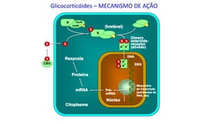 Glicocorticóides – MECANISMO DE AÇÃO
CBG
S
R*
R
Hsp90
Hsp90
x
R
S
S R*
S R*
S
R*
S
S
S
DNA
ERG
(Instável)
Resposta
Proteína
mRNA
Dímero
esteróide-
receptor
(ativado)
Maquinária
de transcrição
(polimerase do
RNA, etc)
Citoplasma
Núcleo
Pré-
mRNA
 