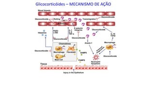 Glicocorticóides – MECANISMO DE AÇÃO
 