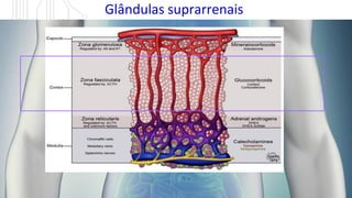 Glândulas suprarrenais
 