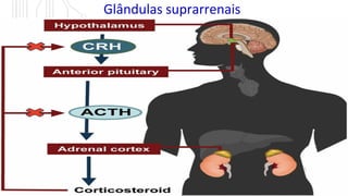 Glândulas suprarrenais
• Professor: Ney Roner Pecinalli
 