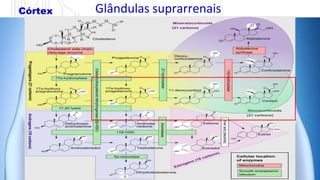Glândulas suprarrenais
Córtex
 