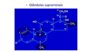 C O
C O
C O
O
O
O
OH
OH
OH
CH2OH
CH
CH2
2OH
OH
HO
HO
HO
2
2
2
1
1
1
3
3
3
4
4
4
5
5
5
9
9
9
10
10
10
6
6
6
7
7
7
8
8
8
19
19
19
F
F
F
12
12
12
11
11
11
14
14
14
13
13
13
17
17
17
15
15
15
16
16
16
18
18
18
CH3
CH
CH3
3
CH3
CH
CH3
3
21
21
21
20
20
20
• Glândulas suprarrenais
 