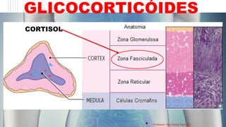 GLICOCORTICÓIDES
• Professor: Ney Roner Pecinalli
CORTISOL
 