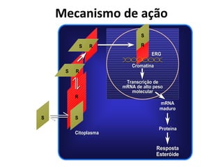 Mecanismo de ação
S
S R R
S R
S
CromatinaCromatina
Transcrição deTranscrição de
mRNAmRNA de alto pesode alto peso
molecularmolecular
CitoplasmaCitoplasma
mRNAmRNA
maduromaduro
ProteínaProteína
RespostaResposta
EsteróideEsteróide
S
R
ERGERG
 