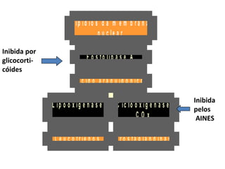 L e u c o tr ie n o s
L ip o o x ig e n a s e
P r o s ta g la n d in a s
C ic lo o x ig e n a s e
C O x
A c id o a r a q u id ô n ic o
F o s fo lip a s e A
L ip íd io s d a m e m b r a n a
n u c le a r
Inibida por
glicocorti-
cóides
Inibida
pelos
AINES
 
