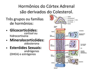 Hormônios do Córtex Adrenal
são derivados do Colesterol.
Três grupos ou famílias
de hormônios:
• Glicocorticóides:
cortisol ou
hidrocortisona
• Mineralocorticóides:
aldosterona
• Esteróides Sexuais:
andrógenos
(DHEA) e estrógenos
 