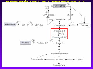 DEFICIÊNCIA DA FRUTOSE-1,6-
        DIFOSFATASE
 Hipoglicemia por jejum ou ingestão de frutose.

 Sintomas graves nos 1os. dias de vida (acidose
  metabólica grave).

 Irritabilidade, sonolência, apnéia, taquicardia,
  hipotonia e hepatomegalia.

 Descompensação: doença aguda, jejum ou aumento da
  ingestão de frutose (hipoglicemia grave e convulsões).
 