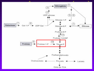 INTOLERÂNCIA HEREDITÁRIA À
         FRUTOSE
 Deficiência de Frutose-1-fosfato Aldolase.

 Autossômica recessiva.

 Incidência de 1:30000 nascidos vivos.

 Ingestão de frutose leva a alterações no fígado, rins
  e intestino.

 Acúmulo de frutose-1-fosfato (inibe gliconeogênese
  e glicogenólise).
 