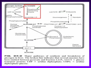 GLICOGENOSE TIPO VI

 Rara.

 Deficiência da fosforilase no fígado.

 Possivelmente seja herança autossômica
  recessiva.

 Evolução benigna; características
  semelhantes ao tipo III.
 
