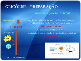 GLICÓLISE - PREPARAÇÃO
GLICOSE
Hexoquinase
Liberação de
GLICOSE 6 - FOSFATO
ATP
ADP
1. FOSFORILAÇÃO DA GLICOSE
A glicose é ativada para as reações subsequentes
pela sua fosforilação em C-6 para liberar a
Glicose 6-Fosfato.
O doador do fosfato é oATP.
Esta reação é irreversível e é catalisada pela enzima
hexoquinase.
 