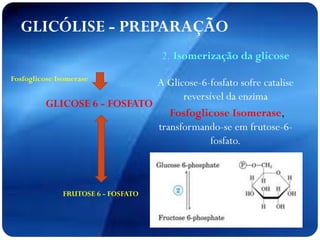 GLICOSE 6 - FOSFATO
Fosfoglicose Isomerase
FRUTOSE 6 - FOSFATO
GLICÓLISE - PREPARAÇÃO
2. Isomerização da glicose
A Glicose-6-fosfato sofre catalise
reversível da enzima
Fosfoglicose Isomerase,
transformando-se em frutose-6-
fosfato.
 