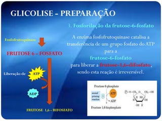 FRUTOSE 6 - FOSFATO
Fosfofrutoquinase
Liberação de
FRUTOSE 1,6 - BIFOSFATO
ATP
GLICOLISE - PREPARAÇÃO
ADP
3. Fosforilação da frutose-6-fosfato
A enzima fosfofrutoquinase catalisa a
transferência de um grupo fosfato doATP
para a
frutose-6-fosfato
para liberar a frutose-1,6-difosfato,
sendo esta reação é irreversível.
 