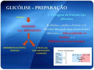 FRUTOSE
1,6 - BIFOSFATO
Aldolase
DIHIDROXIACETONA
FOSFATO
2 Moléculas
GLICEROLDEIDO
3 FOSFATO
GLICÓLISE - PREPARAÇÃO
4. Clivagem da frutose-1,6-
difosfato
A aldolase, catalisa a frutose-1,6-
difosfato liberando duas trioses fosfato
diferentes, o Gliceraldeído-3-
Fosfato, e a
Dihidroxiacetona Fosfato.
 