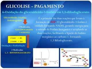 GLICOLISE - PAGAMENTO
2 Moléculas
GLICEROLDEIDO
3 FOSFATO
Gliceroldeido 3 Fosfato
Dehidrogenase
2 Moléculas
1, 3 - BIFOSFOGLICERATO
2 NAD+ + 2Pi
2 NADH + 2H+
Oxidação e Fosforilação
É a primeira das duas reações que levam à
formação de ATP. O gliceraldeído-3-fosfato é
oxidado formando NADH, gerando energia para
a entrada do Fosfato Inorganico e acoplando as
duas reações, facilitando a ligação do fosfato
inorgânico ao carbono 1. formando
1,3 Bifosfoglicerato.
6-Oxidação do gliceraldeído-3-fosfato em 1,3-difosfoglicerato
 