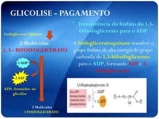 GLICOLISE - PAGAMENTO
2 Moléculas
1, 3 - BIFOSFOGLICERATO
2 Moléculas
3 FOSFOGLICERATO
Fosfoglicerato Quinase
2 ATP
ATPs formados na
glicólise
2 ADP
7. Transferência do fosfato do 1,3-
Difosfoglicerato para o ADP
A fosfogliceratoquinase transfere o
grupo fosfato de alta energia do grupo
carboxila do 1,3-bifosfoglicerato
para o ADP, formando ATP e 3-
fosfoglicerato.
 
