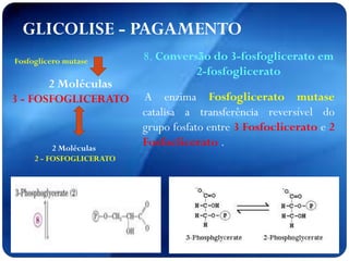 GLICOLISE - PAGAMENTO
2 Moléculas
3 - FOSFOGLICERATO
2 Moléculas
2 - FOSFOGLICERATO
Fosfoglicero mutase 8. Conversão do 3-fosfoglicerato em
2-fosfoglicerato
A enzima Fosfoglicerato mutase
catalisa a transferência reversível do
grupo fosfato entre 3 Fosfoclicerato e 2
Fosfoclicerato .
 