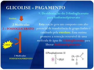 2 Moléculas
2 - FOSFOGLICERATO
2 Moléculas
FOSFOENOLPIRUVATO
Enolase
GLICOLISE - PAGAMENTO
2 H2O
9. Desidratação do 2-fosfoglicerato
para fosfoenolpiruvato
Esta reação gera um composto com alto
potencial de transferência de grupo fosfato é
catalisado pela emolase. Essa enzima
promove a remoção reversível de uma
molécula de água do 2-fofoglicerato para
liberar fosfoenolpiruvato.
 