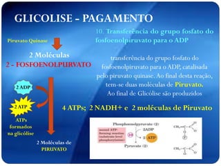 2 Moléculas
2 - FOSFOENOLPURVATO
2 Moléculas de
PIRUVATO
Piruvato Quinase
2 ATP
GLICOLISE - PAGAMENTO
ATPs
formados
na glicólise
2 ADP
10. Transferência do grupo fosfato do
fosfoenolpiruvato para o ADP
transferência do grupo fosfato do
fosfoenolpiruvato para oADP, catalisada
pelo piruvato quinase.Ao final desta reação,
tem-se duas moléculas de Piruvato.
Ao final de Glicólise são produzidos
4 ATPs; 2 NADH+ e 2 moléculas de Piruvato
 