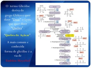 O termo Glicólise
deriva do
grego Glykys e quer
dizer “Doce” e Lysis,
que quer dizer
“Quebra” .
“Quebra do Açúcar”.
A mais comum e
conhecida
forma de glicólise é a
via de
Embden-Meyerhof
 