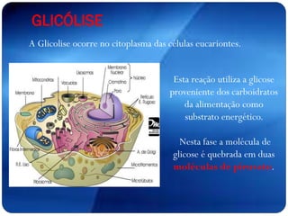 A Glicolise ocorre no citoplasma das células eucariontes.
GLICÓLISE
Esta reação utiliza a glicose
proveniente dos carboidratos
da alimentação como
substrato energético.
Nesta fase a molécula de
glicose é quebrada em duas
moléculas de piruvato.
 