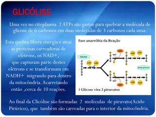 GLICÓLISE
Uma vez no citoplasma 2 ATPs são gastos para quebrar a molécula de
glicose de 6 carbonos em duas moléculas de 3 carbonos cada uma.
Fase anaeróbia da Reação
1 Glicose vira 2 piruvatos
Esta quebra libera energia e atrai
as proteínas carreadoras de
elétrons, os NAD+,
que capturam parte destes
elétrons e se transformam em
NADH+ migrando para dentro
da mitocôndria.Acarretando
então ,cerca de 10 reações.
Ao final da Clicólise são formadas 2 moléculas de piruvato(Acido
Pirúvico), que também são carreadas para o interior da mitocôndria.
 