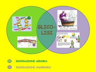 GLICO-
LISI
RESPIRAZIONE AEROBIA
RESPIRAZIONE ANAEROBIA
 