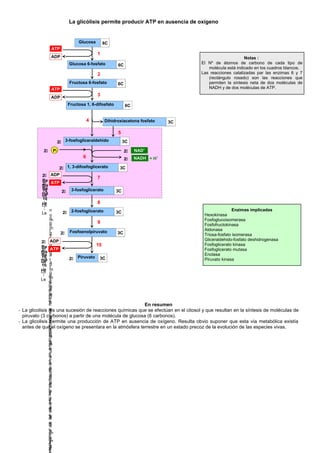 En resumen
- La glicolisis es una sucesión de reacciones químicas que se efectúan en el citosol y que resultan en la síntesis de moléculas de
piruvato (3 carbonos) a partir de una molécula de glucosa (6 carbonos).
- La glicolisis permite una producción de ATP en ausencia de oxígeno. Resulta obvio suponer que esta vía metabólica existía
antes de que el oxígeno se presentara en la atmósfera terrestre en un estado precoz de la evolución de las especies vivas.
La glicólisis permite producir ATP en ausencia de oxígeno
Enzimas implicadas
Hexokinasa
Fosfoglucoisomerasa
Fosfofructokinasa
Aldonasa
Triosa-fosfato isomerasa
Gliceraldehido-fosfato deshidrogenasa
Fosfoglicerato kinasa
Fosfoglicerato mutasa
Enolasa
Piruvato kinasa
Notas :
El Nº de átomos de carbono de cada tipo de
molécula está indicado en los cuadros blancos.
Las reacciones catalizadas par las enzimas 6 y 7
(rectángulo rosado) son las reacciones que
permiten la síntesis neta de dos moléculas de
NADH y de dos moléculas de ATP.
ATP
ADP
Glucosa 6-fosfato 6C
Glucosa 6C
Fructosa 6-fosfato 6C
Dihidroxiacetona fosfato 3C
Fructosa 1, 6-difosfato 6C
ATP
ADP
ATP
ADP
3-fosfogliceraldehido 3C2
1
Pi2
1, 3-difosfoglicerato 3C2
Piruvato 3C2
2
3
4
7
5
6
8
9
10
2 2-fosfoglicerato 3C
2 3-fosfoglicerato 3C
NAD+
2
NADH + H+
2
2
Re
ma
rq
ue
:
Le
n
o
m
b
r
e
d
’
a
t
o
m
e
s
d
e
c
a
r
b
o
n
e
d
e
c
h
a
q
u
e
t
y
p
e
d
e
m
o
l
é
2
Re
ma
rq
ue
:
Le
n
o
m
b
r
e
d
’
a
t
o
m
e
s
d
e
c
a
r
b
o
n
e
d
e
c
h
a
q
u
e
t
y
p
e
d
e
m
o
l
ADP2
Re
ma
rq
ue
:
Le
n
o
m
b
r
e
d
’
a
t
o
m
e
s
d
e
c
a
r
b
o
n
e
d
e
c
h
a
q
u
e
ATP2
Re
ma
rq
ue
:
Le
n
o
m
b
r
e
d
’
a
t
o
m
e
s
d
e
c
a
r
b
o
n
e
d
e
c
h
a
q
2 Fosfoenolpiruvato 3C
 