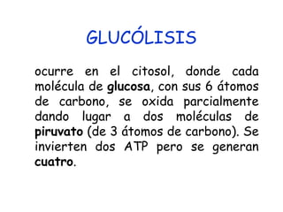 GLUCÓLISIS
ocurre en el citosol, donde cada
molécula de glucosa, con sus 6 átomos
de carbono, se oxida parcialmente
dando lugar a dos moléculas de
piruvato (de 3 átomos de carbono). Se
invierten dos ATP pero se generan
cuatro.
 