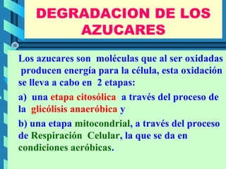 DEGRADACION DE LOS
        AZUCARES
Los azucares son moléculas que al ser oxidadas
 producen energía para la célula, esta oxidación
se lleva a cabo en 2 etapas:
a) una etapa citosólica a través del proceso de
la glicólisis anaeróbica y
b) una etapa mitocondrial, a través del proceso
de Respiración Celular, la que se da en
condiciones aeróbicas.
                      LUIS ROSSI              1
 